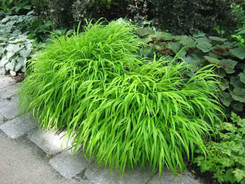 <p>A graceful, arching grass with cascading green or golden foliage.</p>