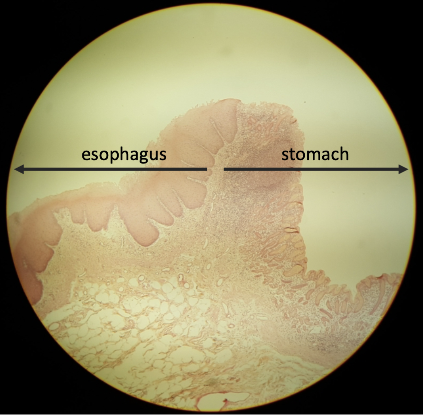 <p>what is this? </p>