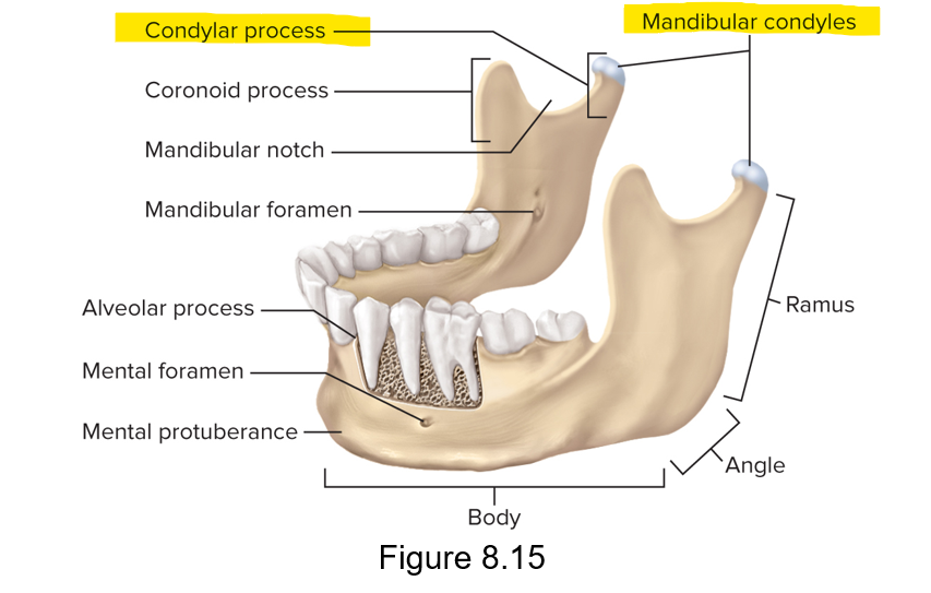 <p>True; the condylar process has mandibular condyles</p>