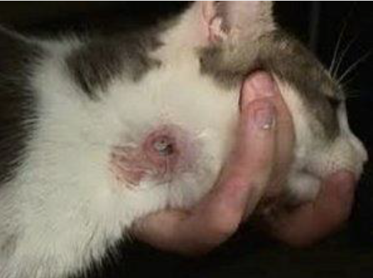 <p>This is a ____ bot in a cat. Where can these bots migrate to?</p>