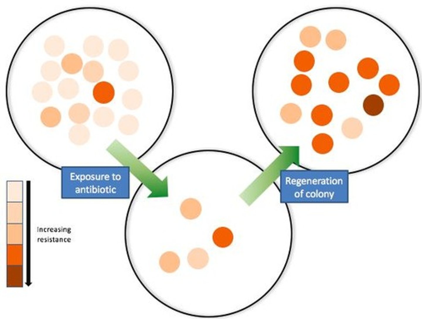 <p>A genetic advantage that improves an organism's chance of survival, usually in a changing environment. Example: Antibiotic Resistance.</p>
