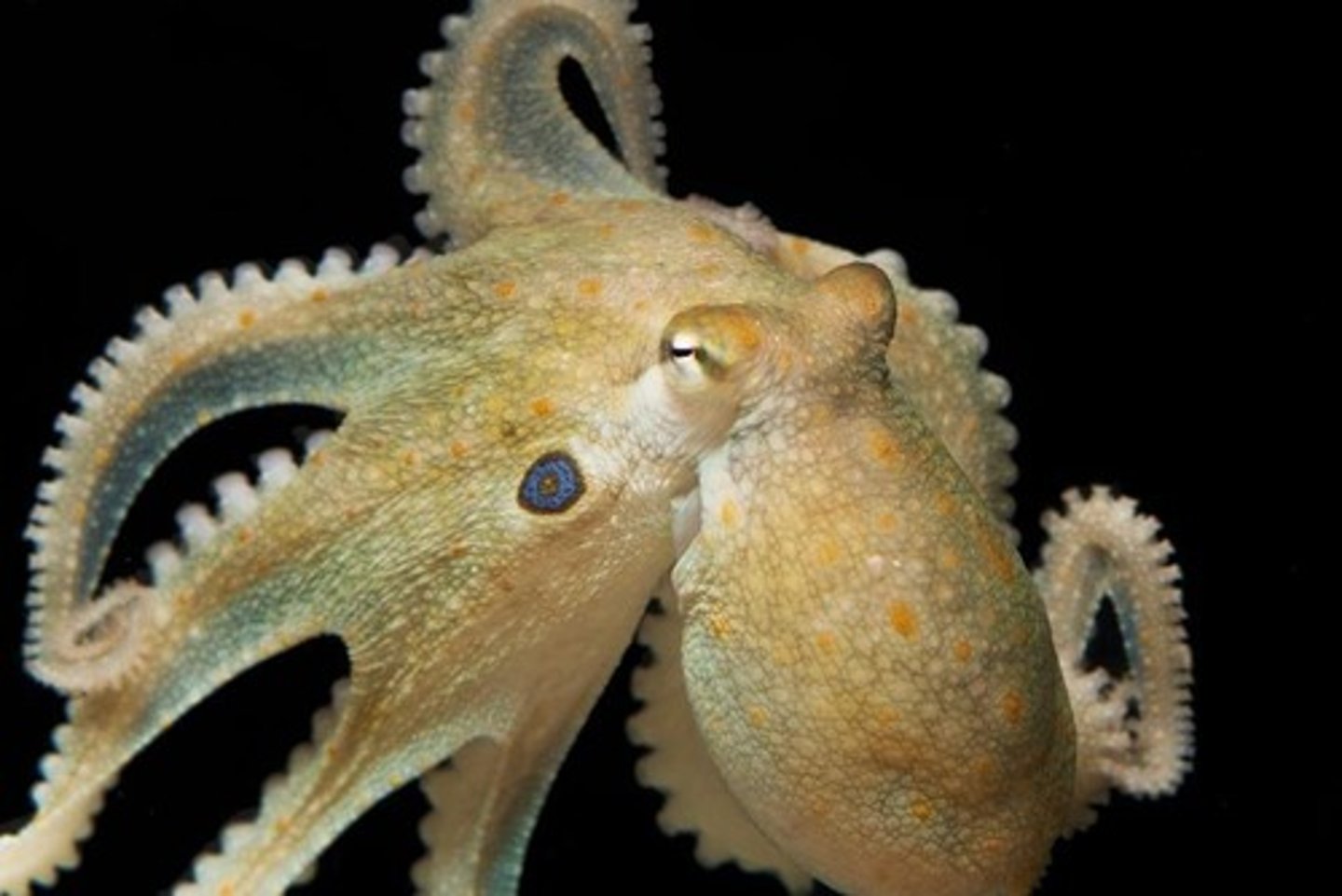 <p>Octopi given MDMA spent more time interacting with each other compared to control octopi.</p>