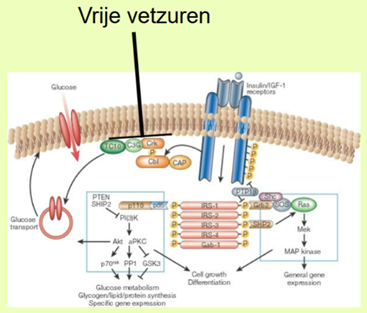 <p>1. De Normale Situatie (De Blauwe Route)</p><ul><li><p><strong>De Sleutel:</strong> Insuline bindt aan de <strong>Insulin Receptor</strong> (de blauwe poortwachter in het membraan).</p></li><li><p><strong>Het Signaal:</strong> Dit zet een kettingreactie in gang binnenin de cel (de pijltjes via IRS-1 naar PI(3)K naar Akt).</p></li><li><p><strong>Het Resultaat:</strong> Het commando wordt gegeven aan <strong>Glucose Transport</strong> (het rode rondje linksonder). Dit kanaal (GLUT4) gaat naar de rand van de cel om glucose binnen te laten.</p></li></ul><p>2. De Verstoorder: Vrije Vetzuren (De Zwarte Lijn)</p><p>Bovenaan zie je met grote letters <strong>"Vrije vetzuren"</strong> staan.</p><ul><li><p><strong>De Bron:</strong> Deze komen uit vetweefsel. Mensen met obesitas (vooral buikvet) hebben veel meer van deze vrije vetzuren in hun bloed zwemmen.</p></li><li><p><strong>De Blokkade:</strong> Kijk naar de zwarte lijn met het platte dwarsstreepje (T-bar). Dit betekent <strong>inhibitie</strong> (remming).</p></li><li><p><strong>Het Effect:</strong> De vetzuren dringen de cel binnen en <strong>blokkeren het signaal</strong> van de receptor naar de binnenkant van de cel (ter hoogte van IRS-1 en PI(3)K).</p></li></ul><p>3. De Conclusie: Insuline Resistentie</p><p>Dit plaatje verklaart precies wat insulineresistentie is:</p><ol><li><p>Er is wel insuline.</p></li><li><p>De insuline bindt ook gewoon aan de receptor (de bel doet het).</p></li><li><p><strong>MAAR:</strong> Door de <strong>vrije vetzuren</strong> wordt de telefoondraad binnenin de cel doorgeknipt.</p></li><li><p><strong>Gevolg:</strong> Het signaal komt nooit aan bij het glucosekanaal. De deur blijft dicht, en de suiker blijft in het bloed <span><span>$\rightarrow$</span></span> <strong>Diabetes</strong>.</p></li></ol><p></p>
