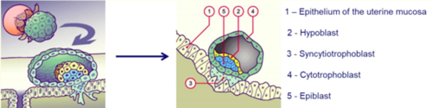 <p>Implantation of the embryo </p>