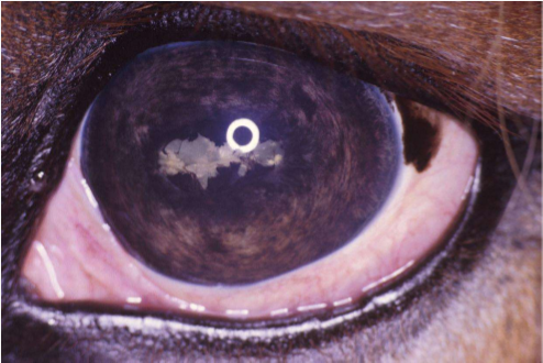 <p>what is this?</p>