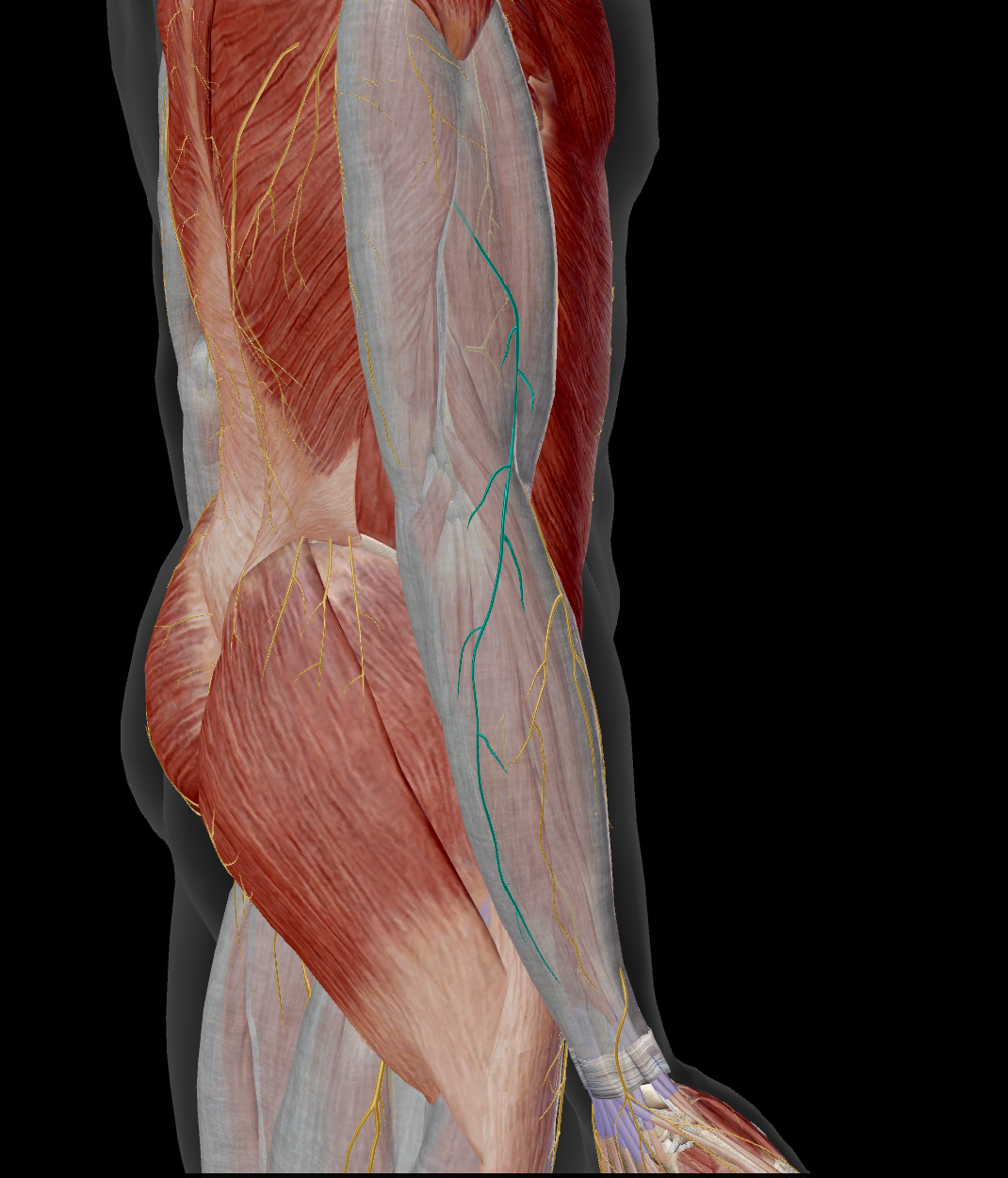 <p>sensitif peau face postérieur de l’avant-bras</p>