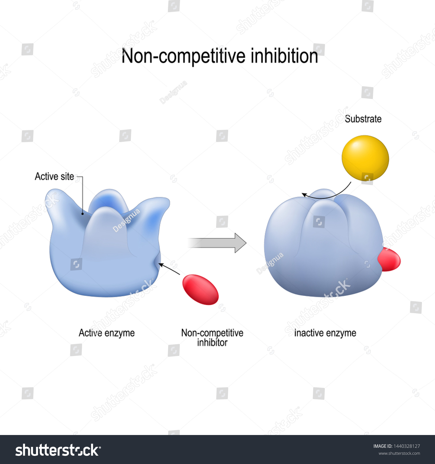 <p>Impede enzymatic reactions by binding to another part of the enzyme (other than the active site). This site is called the allosteric site.<br></p>