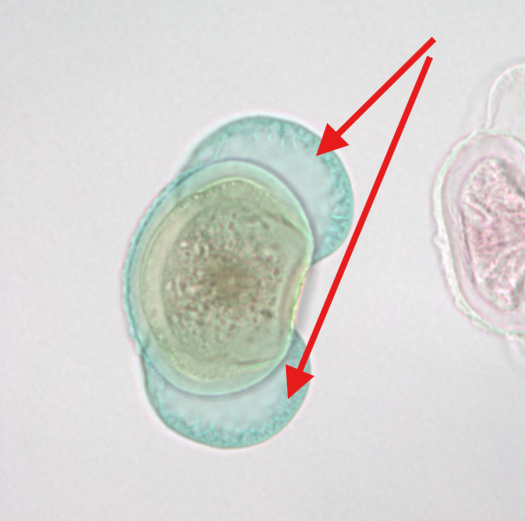 <p>What is being indicated on the Pinus Pollen Grain?</p>