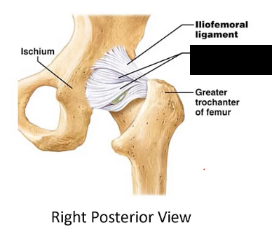 <p>The ligament extending from the ischium to the femur.</p>