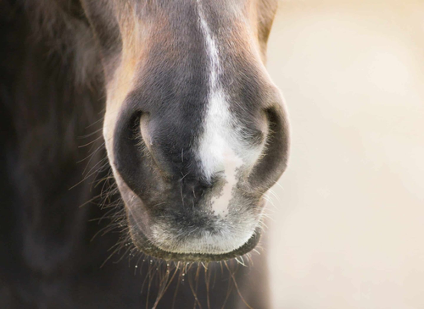 <p>what facial marking does this horse have?</p>