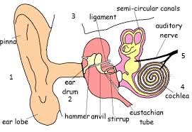 term image
