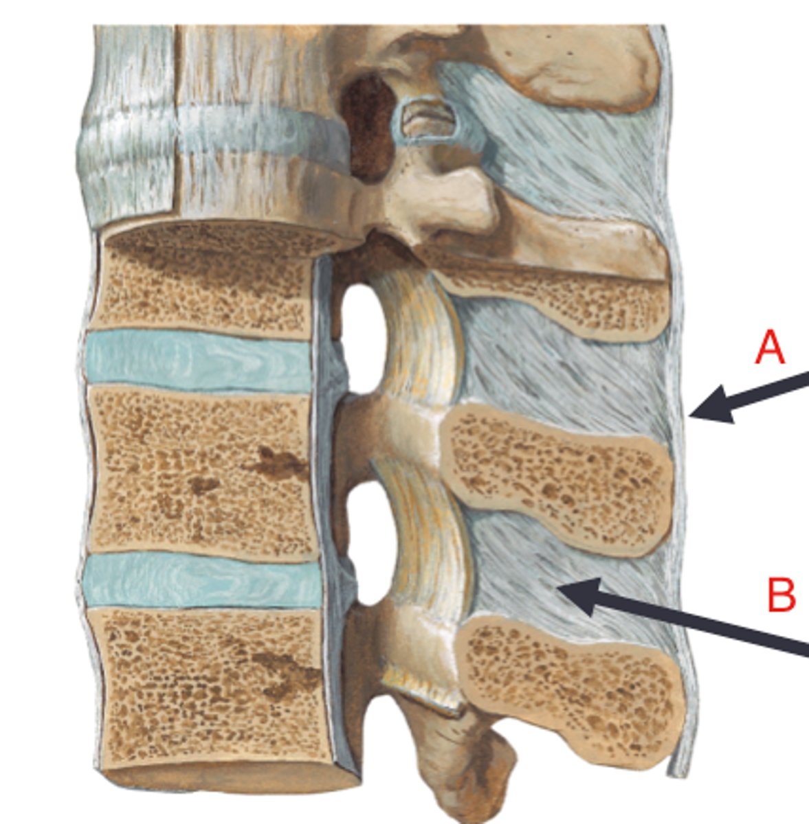 <p>connects tips of spinous processes, checks flexion (primary ligament for this check), becomes nuchal ligament superiorly (A in image)</p>