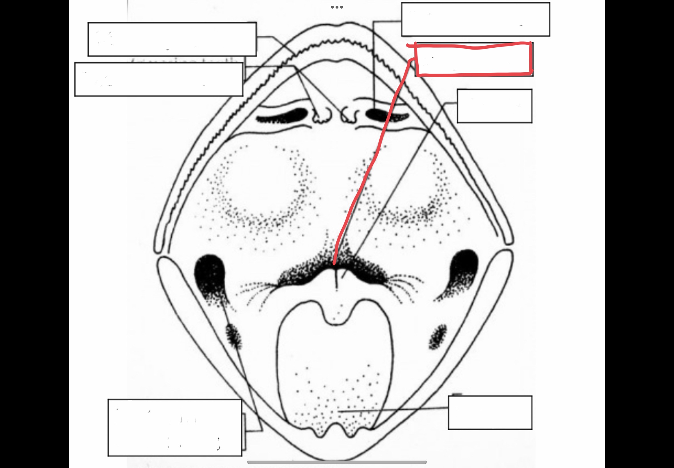 <p>Tube that connects the mouth and the stomach</p>