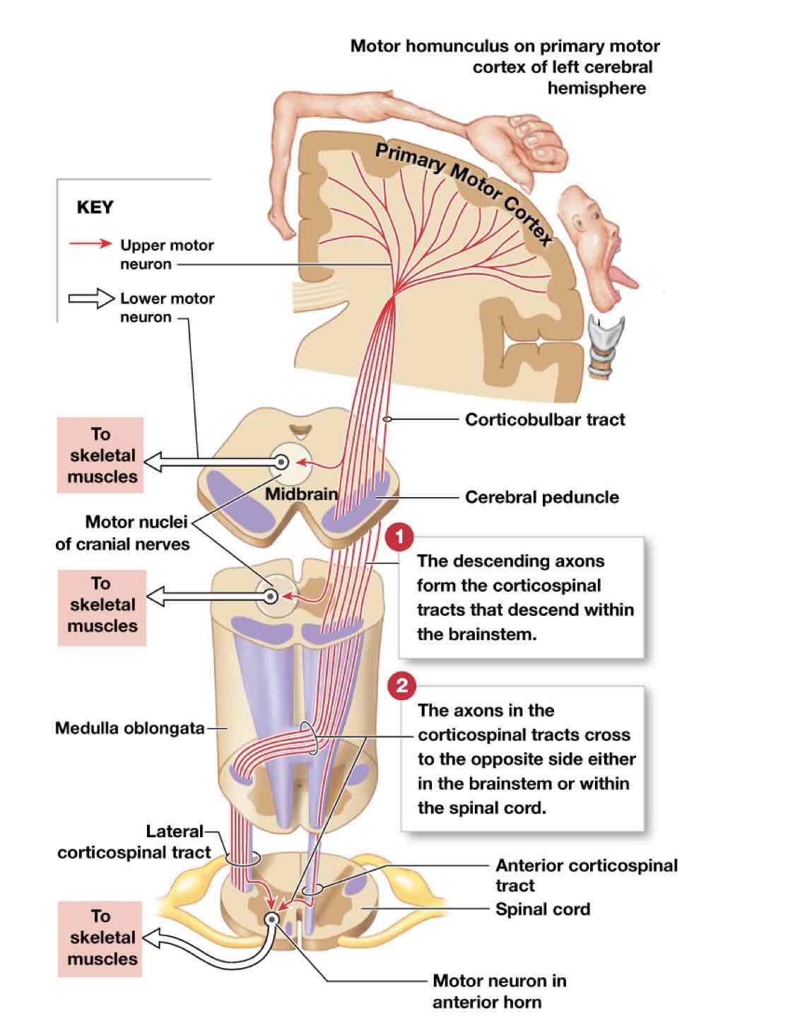 <p>functional map of the primary motor cortex, size of area corresponds to degree of fine motor control</p>