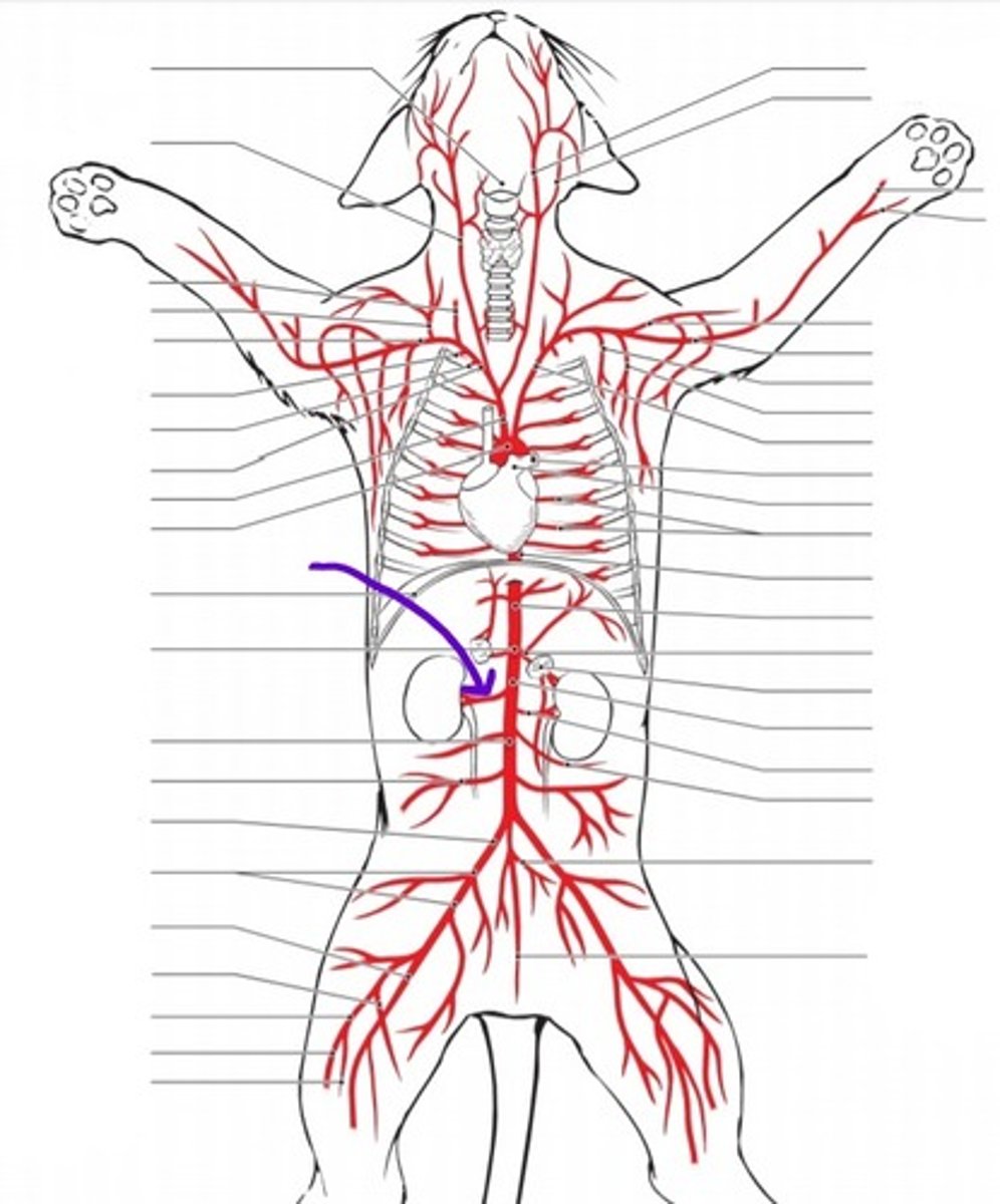 <p>identify the artery</p>