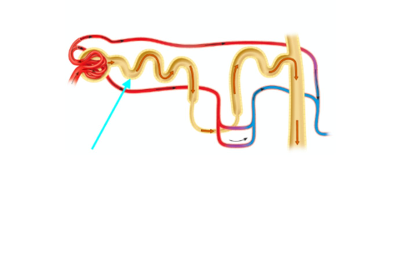 <p>What structure of the kidneys is the blue arrow pointing at?</p>