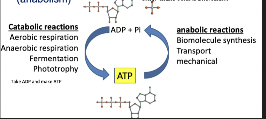            

* ATP is a cells energy storage      system
* ATP is used to drive cellular      endergonic reactions (anabolism)

      