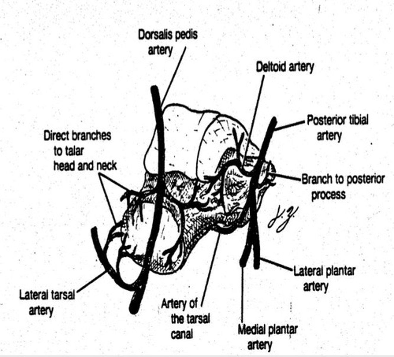 <p>The body's strongest tendon; connects calf muscles to the heel.</p>