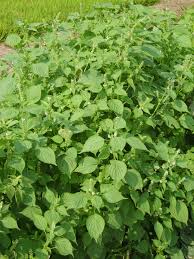 <p>Beefsteak Plant</p>