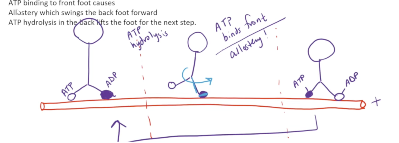 <ol><li><p><span style="background-color: transparent;"><span>When ATP is bound to the globular head, it is harder to remove. To begin with, the front foot of the globular head is bound to ADP whilst the back foot is bound to ATP. ATP hydrolysis occurs, which causes the back foot to be removed from the microtubule</span></span></p></li><li><p><span style="background-color: transparent;"><span>ATP then binds to the front foot. This causes a linker region to swing forward and zip along the front foot. This swings the molecule so the back foot ends up in the front</span></span></p></li><li><p><span style="background-color: transparent;"><span>ATP hydrolysis occurs, and the back foot is once again released, leading to the steps repeating</span></span></p></li></ol><p></p>