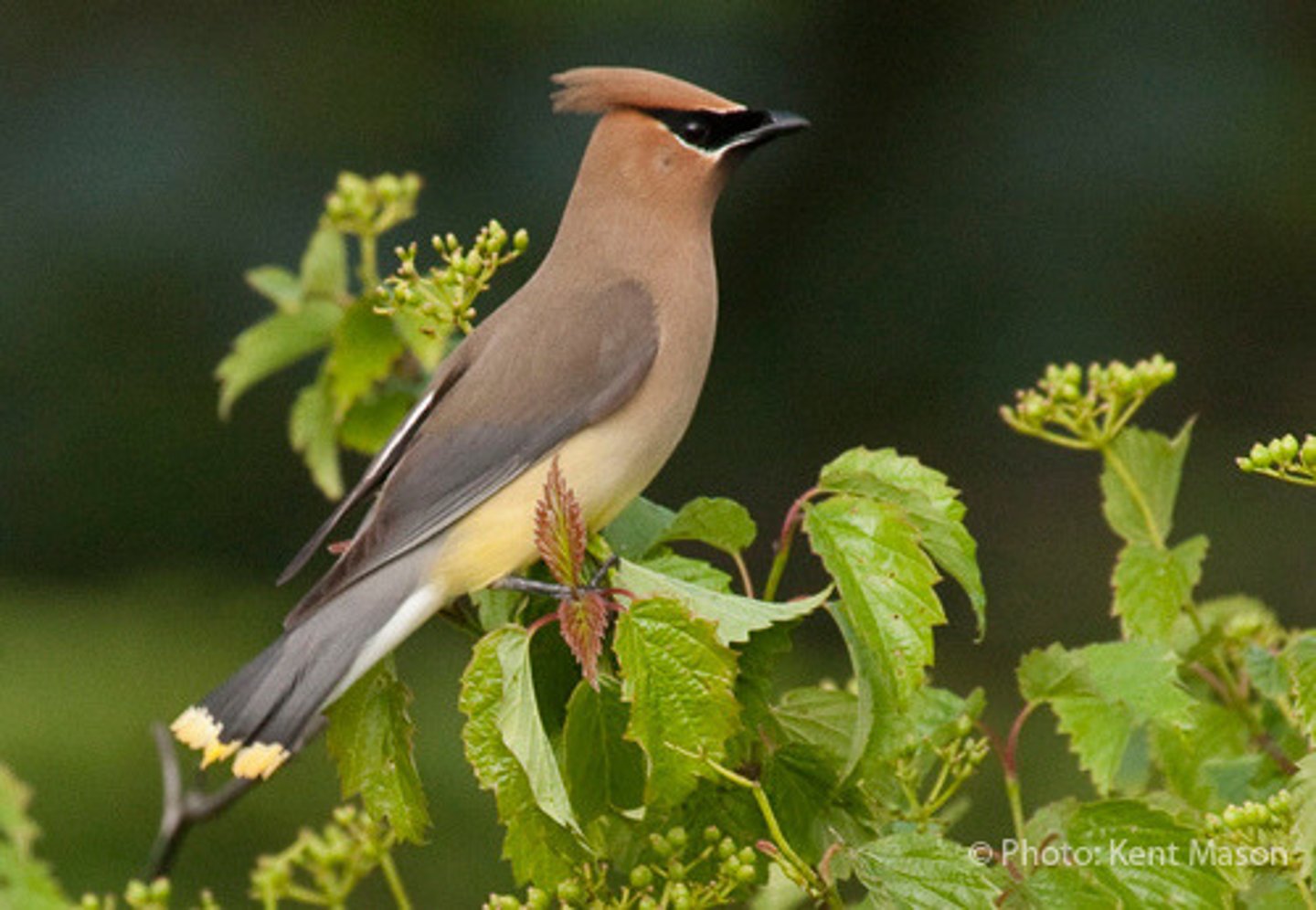 <p>Cedar Waxwing</p>