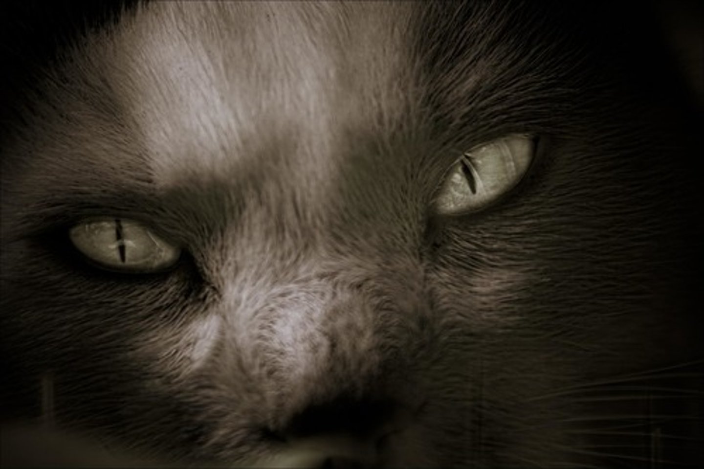 <p>evil</p>