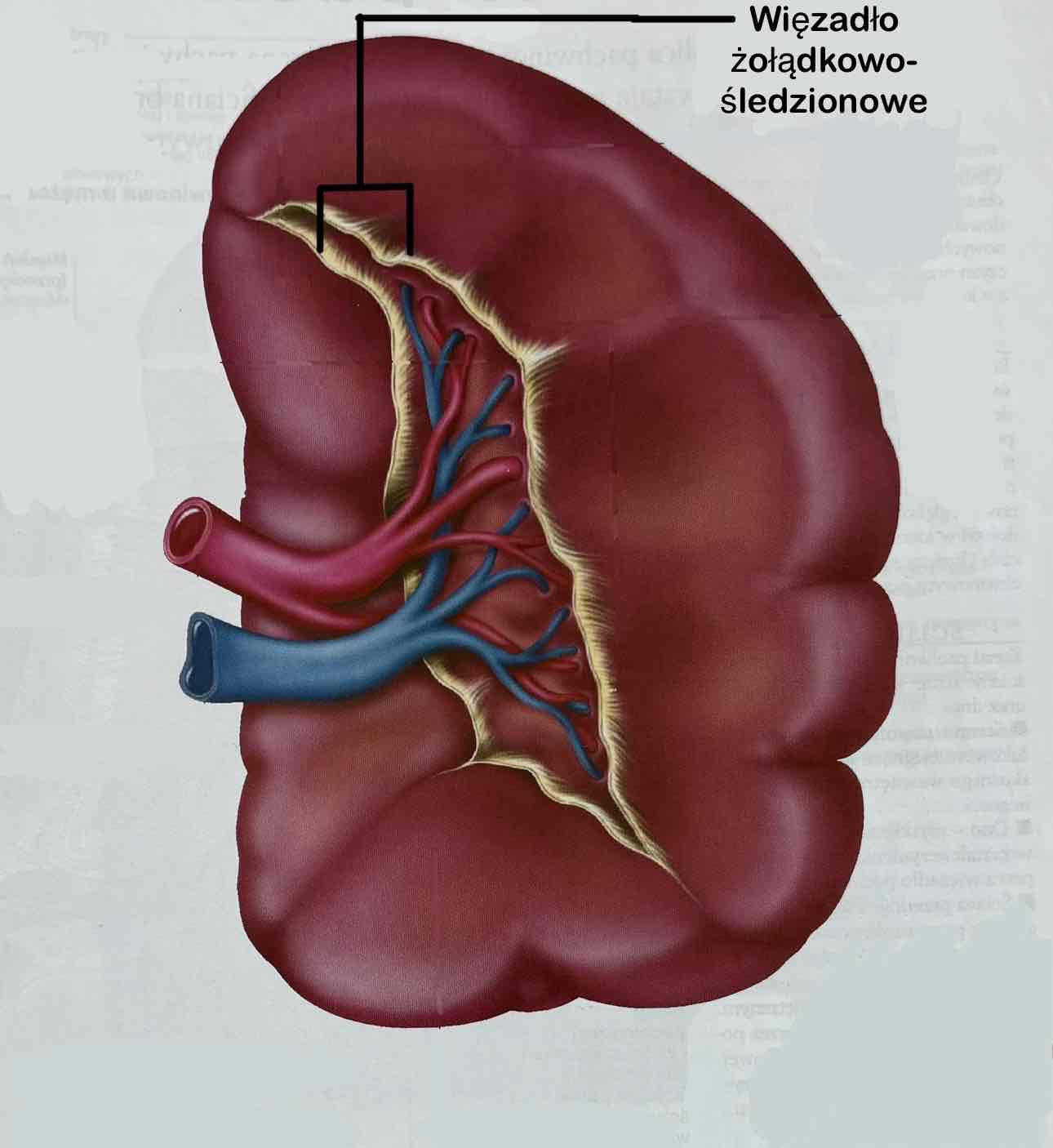 <p>Ligamentum gastrolienale</p><p>Obejmuje krótkie gałęzie żołądkowe i lewą tętnicę żołądkowo-sieciową, która jest gałęzią tętnicy śledzionowej</p>