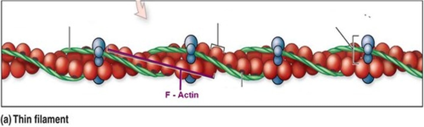 <p>Filamentous actin</p>