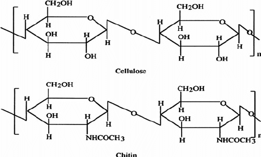 <p>The glucose subunits in chitin have a nitrogen-containing function group instead of one hydroxyl attached to the second carbon (see bottom right of each diagram and notice the different function groups)</p>