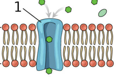<p>proteins in the cell membrane that help substances move through</p>