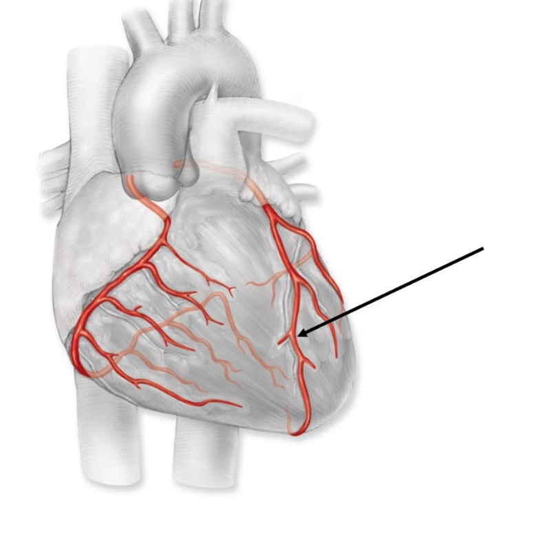 <p><span>Identify the vessel lying under the tip of the arrow (Hint:&nbsp;It is bringing relatively oxygenated blood to the tissue in this area.)</span></p>