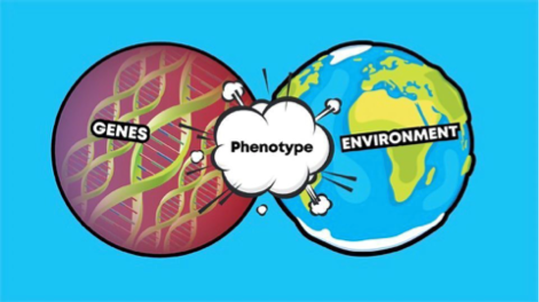 <p><span>your genotype, and environmental factors that impact gene expression.</span></p>