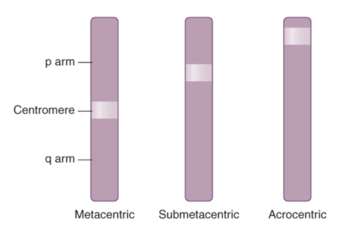<p>Metacentric = centromere found straight in the middle of the chromatin</p><p>Submetacentric = centromere found slightly off center (different arm lengths)</p><p>Acrocentric = centromere found on the edge of the chromatin (very small p and large q)</p><ul><li><p>ex: chromosomes 13, 14, 15, 21, &amp; 22</p></li></ul>