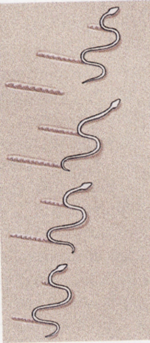 <p>type of movement where snakes "tumble" their body across sand dunes</p>