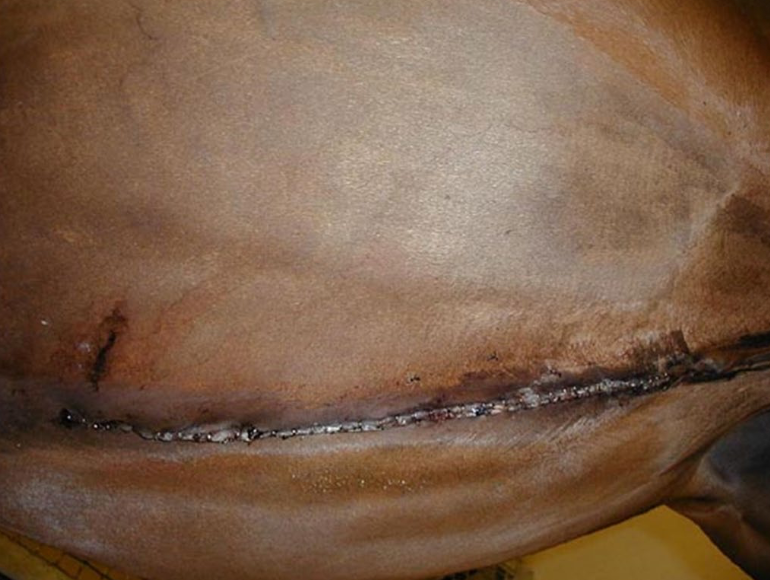 <p>tough!</p><p>NOT for mini colics</p><p>foals are really tough too!!!</p>