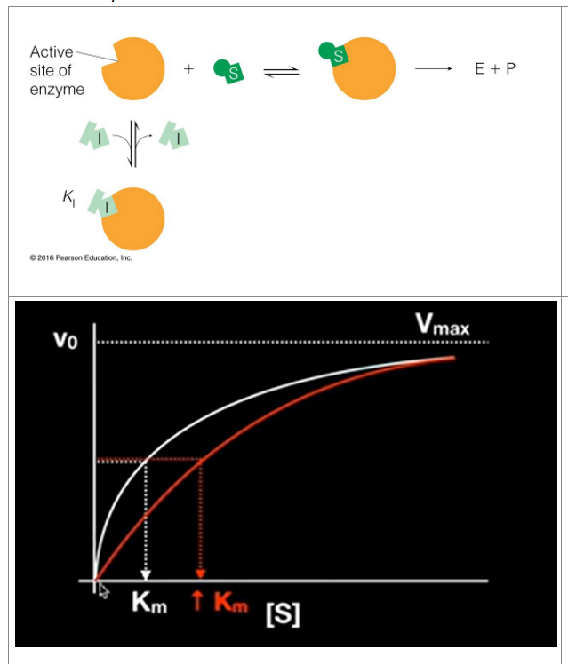 <ul><li><p><strong>Competes with substrate for the active site</strong></p><ul><li><p><strong>Binds to active site</strong> (competes for the active site)</p></li><li><p>Does <strong>not effect catalysis</strong></p></li></ul></li></ul><ul><li><p><span><strong><em>(</em></strong><em>does not change the Vmax, but increases km)</em></span></p></li><li><p><span><em>What happens is that in order to get to same rate as with no inhibitor, you will need to add a lot more substrate</em></span></p></li></ul><p></p>