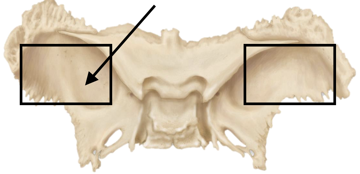 <p>Name the bone marking</p>