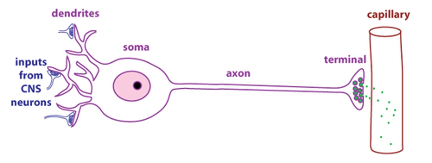 <p>excitable cells that propagate action potentials</p>
