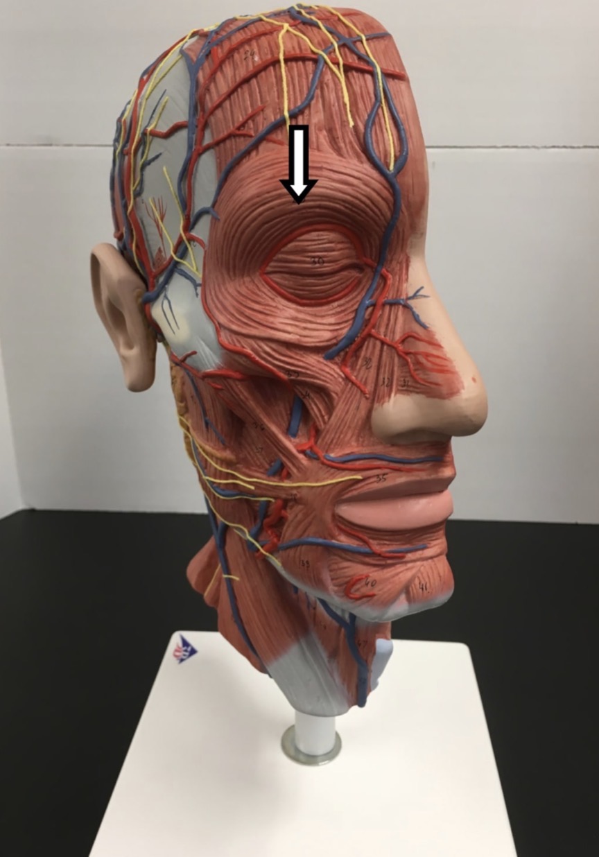 <p><span>Name the muscle labeled with the white arrow below AND name ONE action .</span></p>