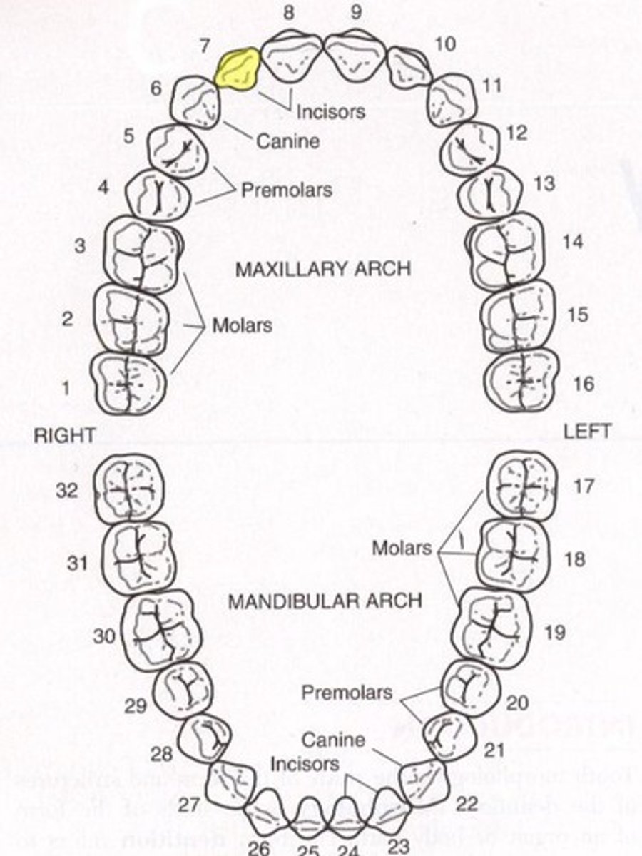 <p>Maxillary right lateral incisor</p>