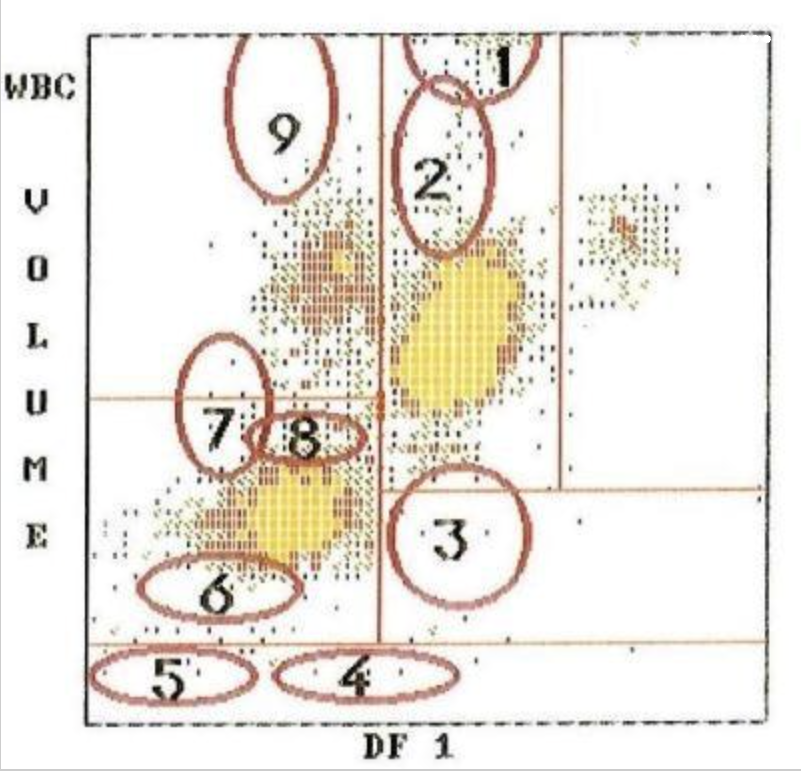 <p>where are myeloblasts?</p>