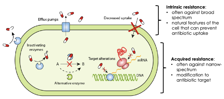 <ul><li><p>Some bacteria are <u>naturally</u> resistant to antibiotics</p></li><li><p><strong>Don't need to evolv</strong>e to resist the activity of an antibiotic</p></li></ul><p></p><p>ex// gram -ve bacteria are more resistant to penicilin than gram +ve bacteria</p><ul><li><p>Penicillin targets <strong>peptidoglycan</strong></p></li><li><p>gram +ve bacteria PG are more exposed than gram -ve</p></li><li><p>gram -ve bacteria have an outer membrane barrier &amp; thin PG layer</p></li></ul><p></p><ul><li><p>Decrease uptake, increased efflux</p></li><li><p>Broad range, not specific to one type of antibiotic (targets outer layer of cell)</p></li><li><p>Works against have activity across a range of species</p></li><li><p>Gram -ve and +ve</p></li></ul><p></p><p><span>Antimicrobials that attack intracellularly are more specific than the ones that attack peptidoglycan. PG is more conserved across all species whereas intracellularly there can be different things inside</span></p><p></p>