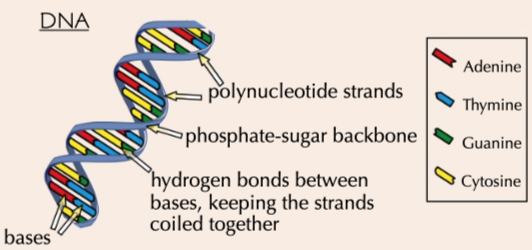 <p>shape of DNA as it is made if 2 polynucleotide stands where the bases join them together by complementary base pairing of hydrogen bonds</p>
