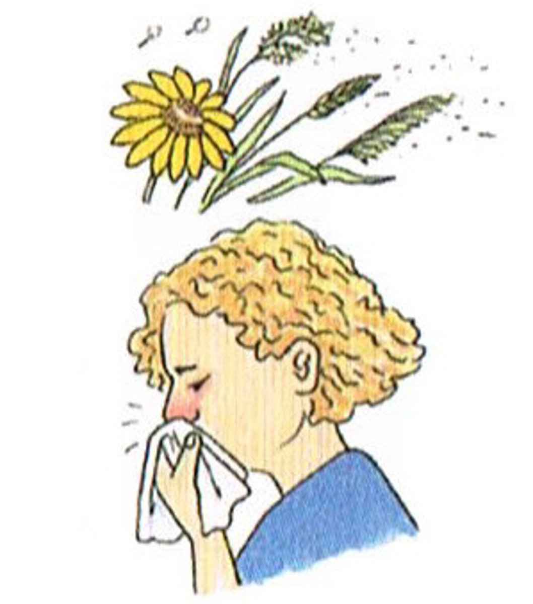 <p>hay fever</p>