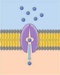 <p>Carrier proteins</p>