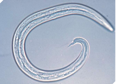 <p><span style="color: rgb(255, 253, 253);"><span>Aelurostrongylus abstrusus</span></span></p>