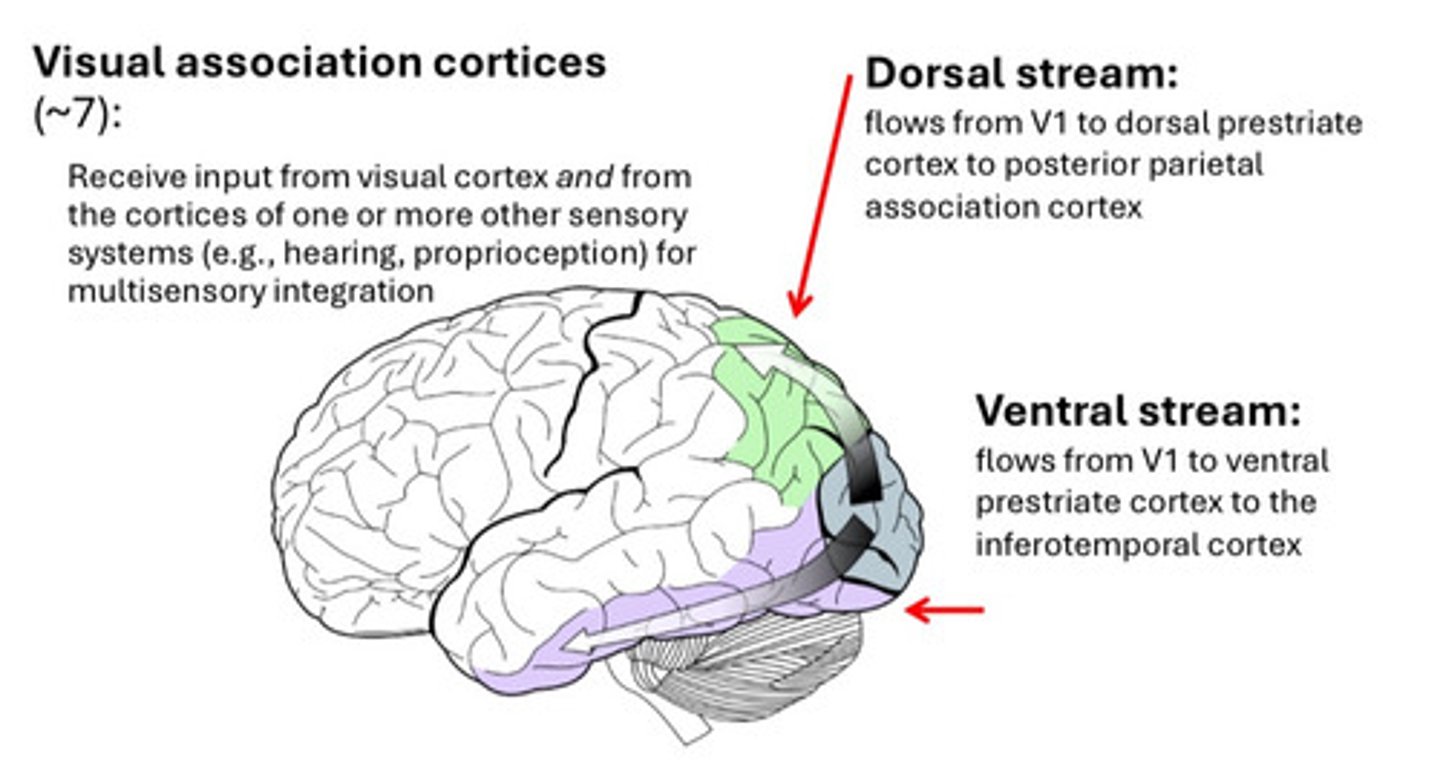 <p>1. visual association cortices (~7): integrate input from visual cortex with other sensory systems (auditory, proprioceptive) for multisensory perception</p><p>2. dorsal stream: V1 → dorsal prestriate cortex → posterior parietal association cortex</p><p>3. ventral stream: V1 → ventral prestriate cortex → inferotemporal</p>