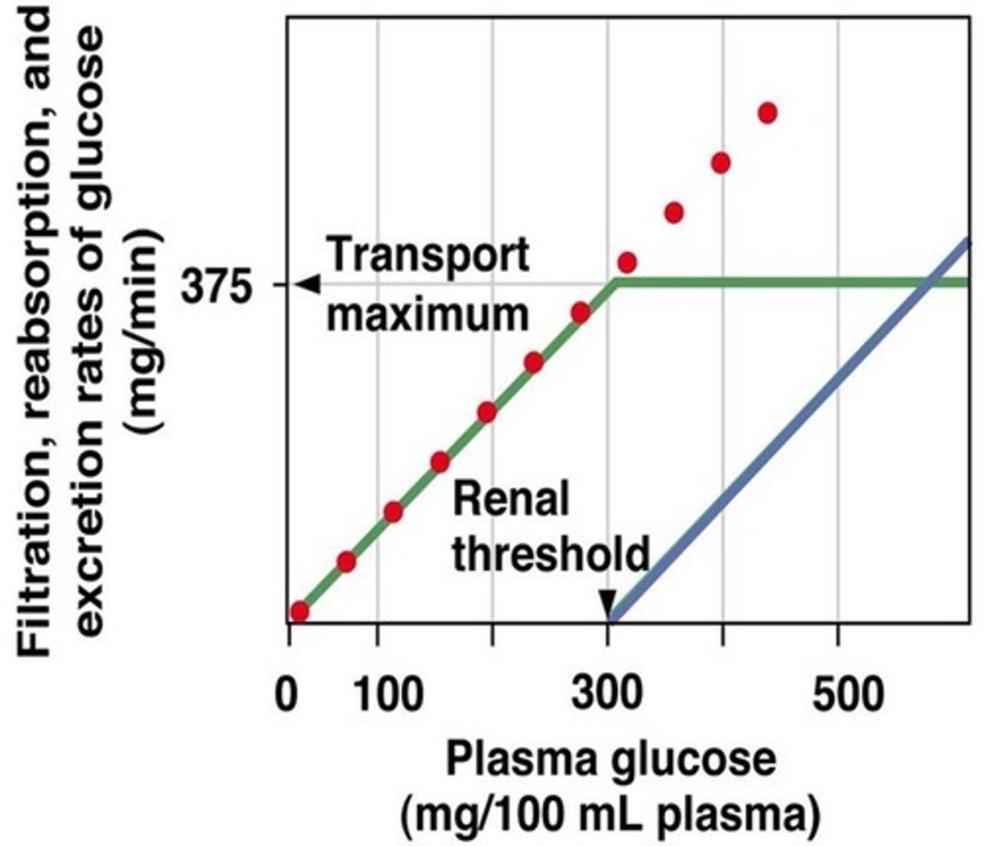 <p>↑ [solute] → no further ↑ in transport &amp; reabsorption</p><p>solute excreted</p><p>300</p>