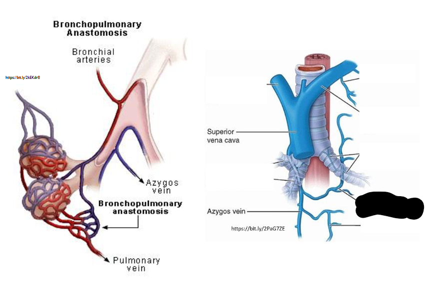 <p>What Artery is this?</p>