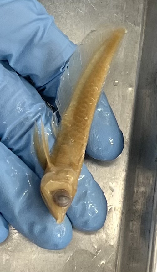 <p>Long slender body</p><p>Big scales</p><p>45 degree shaped mouth</p><p>Flowly anal fin</p>